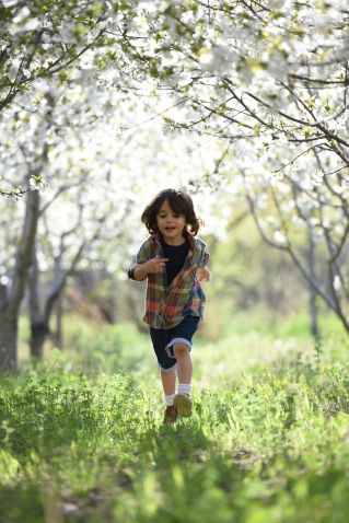 Happy child running in a sunlit orchard during springtime, surrounded by blooming trees.